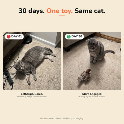 The Flapping Bird — Interactive Cat Toy