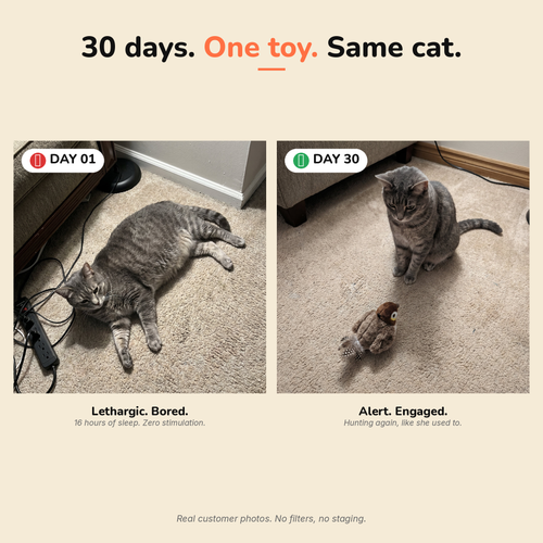 The Flapping Bird — Interactive Cat Toy